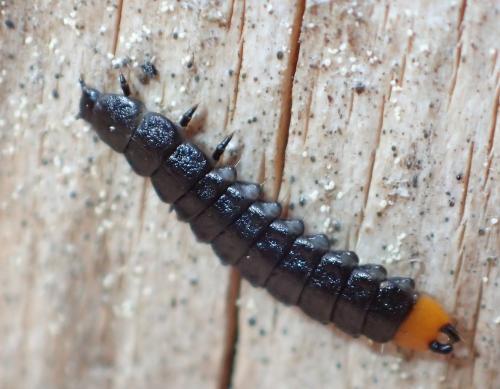 Réf. 262 271 : Lygistopterus sanguineus
